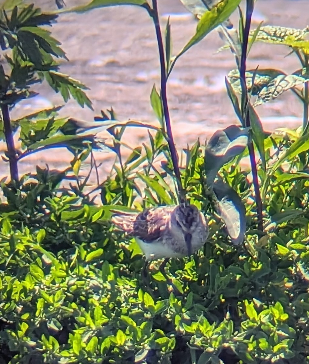 Semipalmated Sandpiper - ML621664294