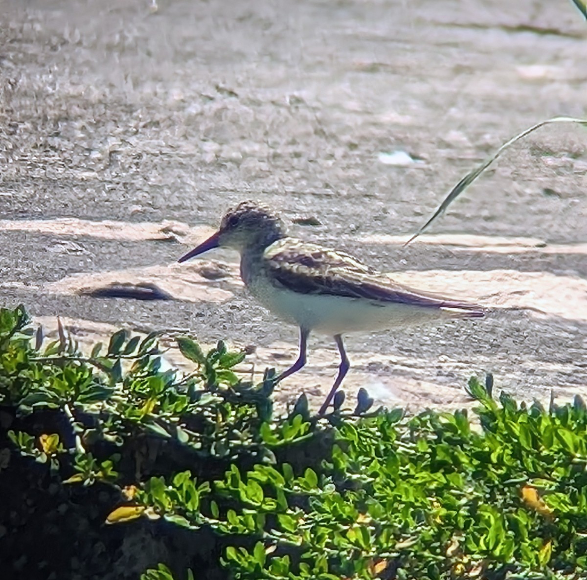 Semipalmated Sandpiper - Phil Mills