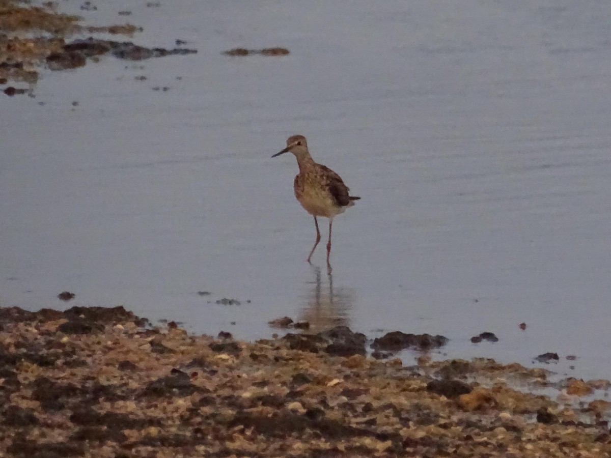 Lesser Yellowlegs - ML621664311