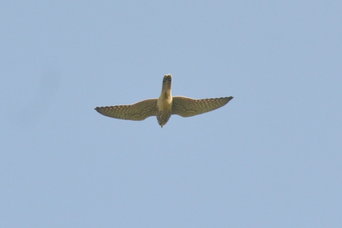 Eurasian Kestrel - ML621664384