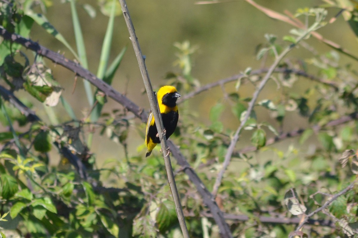 Yellow-crowned Bishop - ML621664395