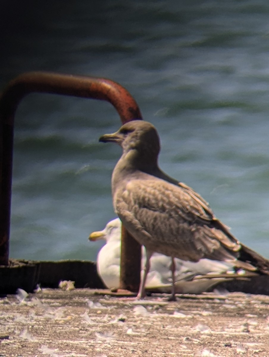 Herring Gull (American) - ML621664425