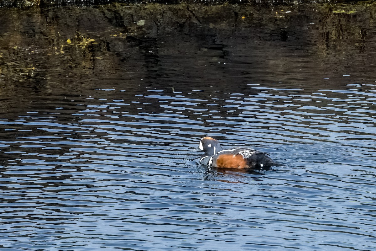 Harlequin Duck - Robin Janson