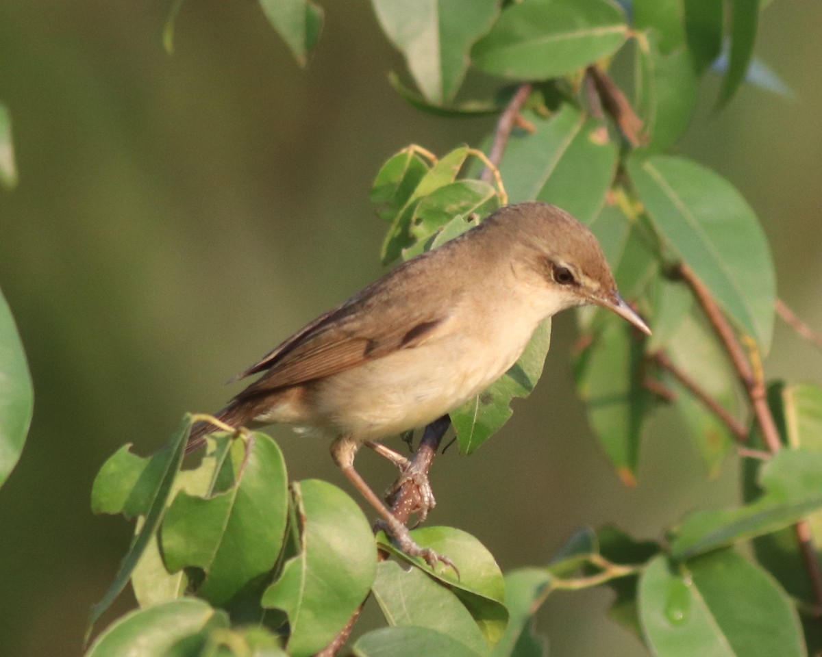 Blyth's Reed Warbler - ML621664455