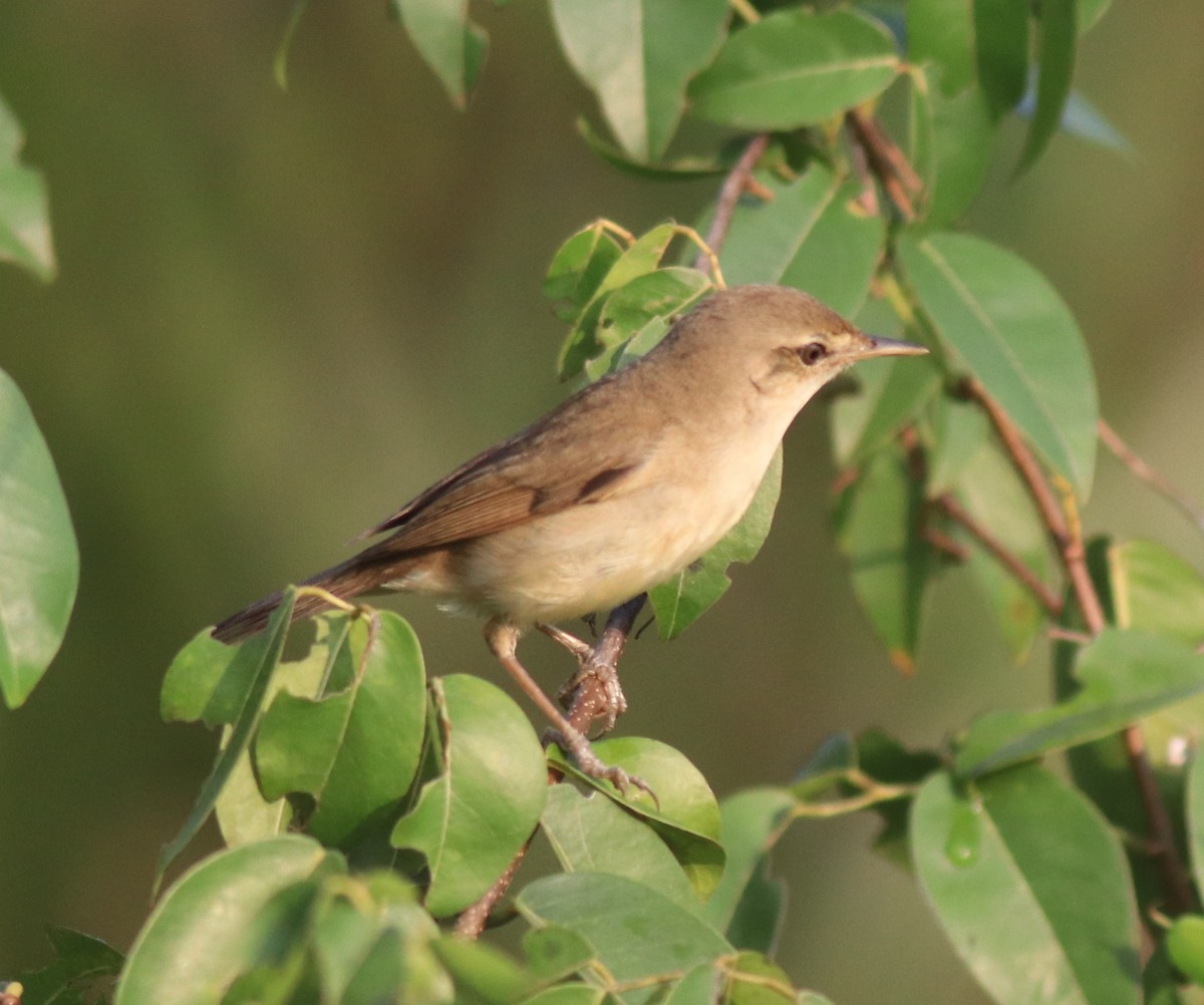 Blyth's Reed Warbler - ML621664457