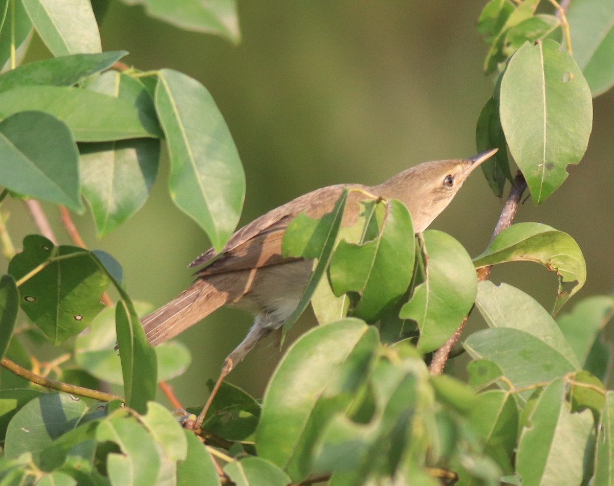 Blyth's Reed Warbler - ML621664458