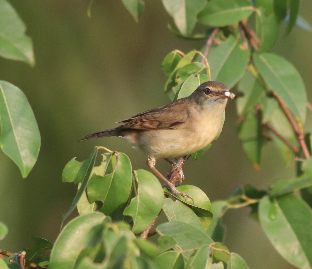 Blyth's Reed Warbler - ML621664459