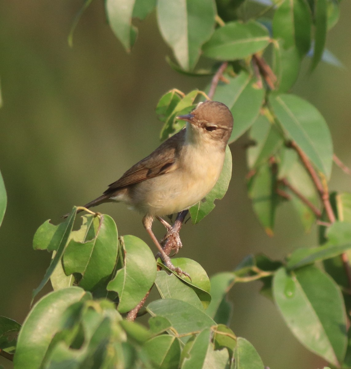 Blyth's Reed Warbler - ML621664460