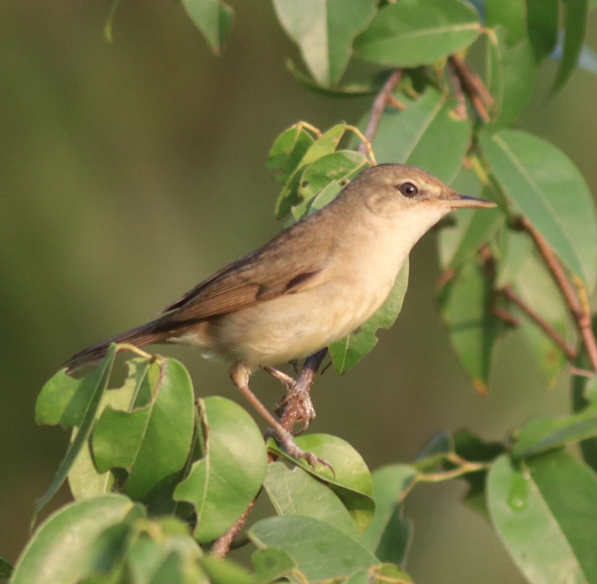 Blyth's Reed Warbler - ML621664461