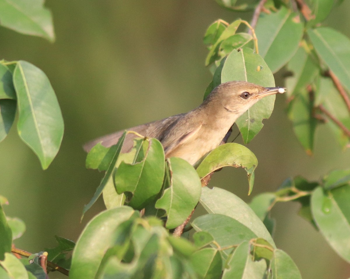 Blyth's Reed Warbler - ML621664462