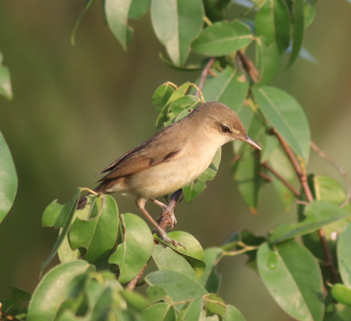 Blyth's Reed Warbler - ML621664463