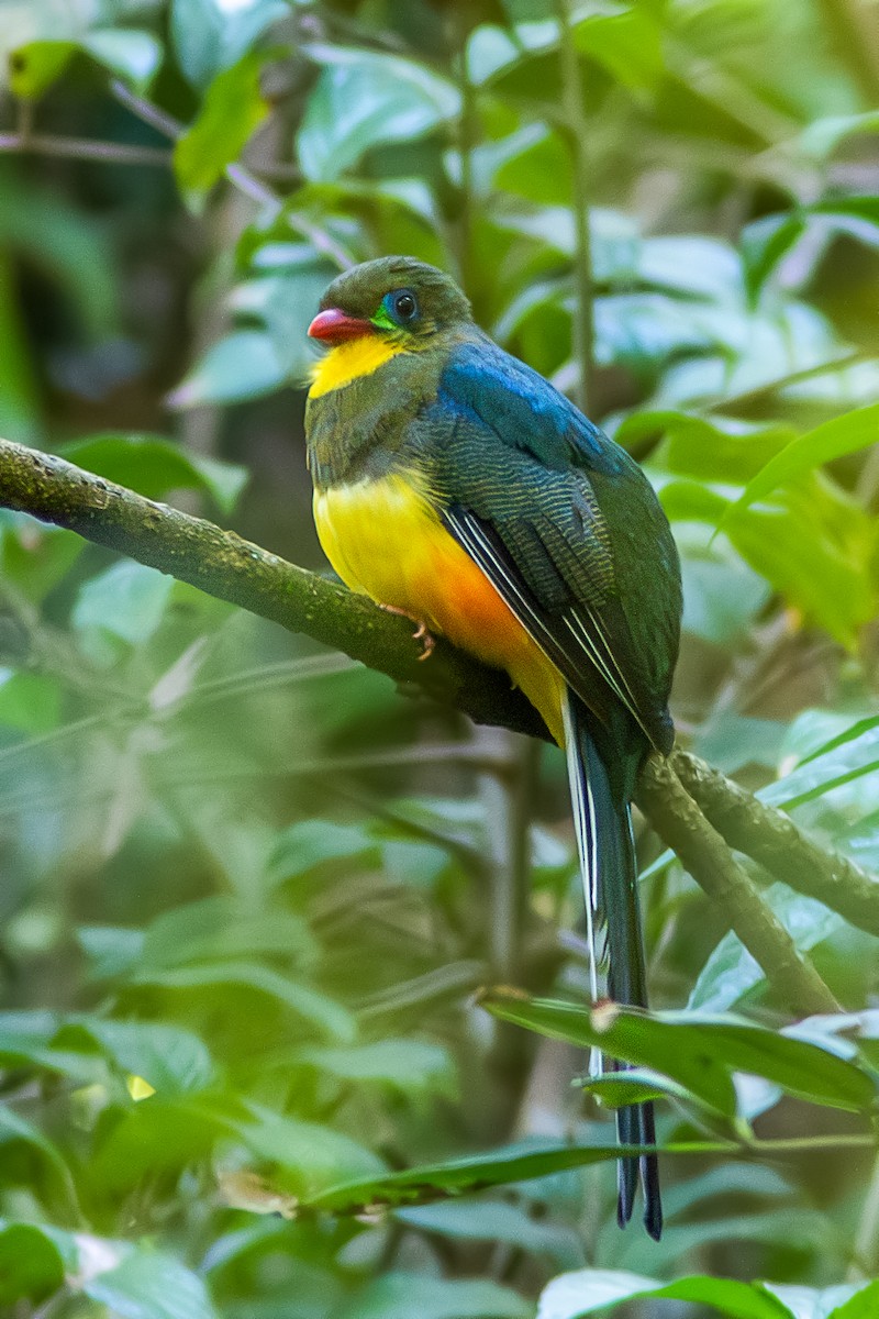 Javan Trogon - ML621664501