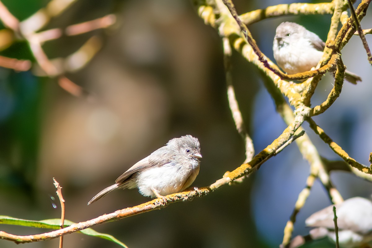 Pygmy Tit - ML621664541