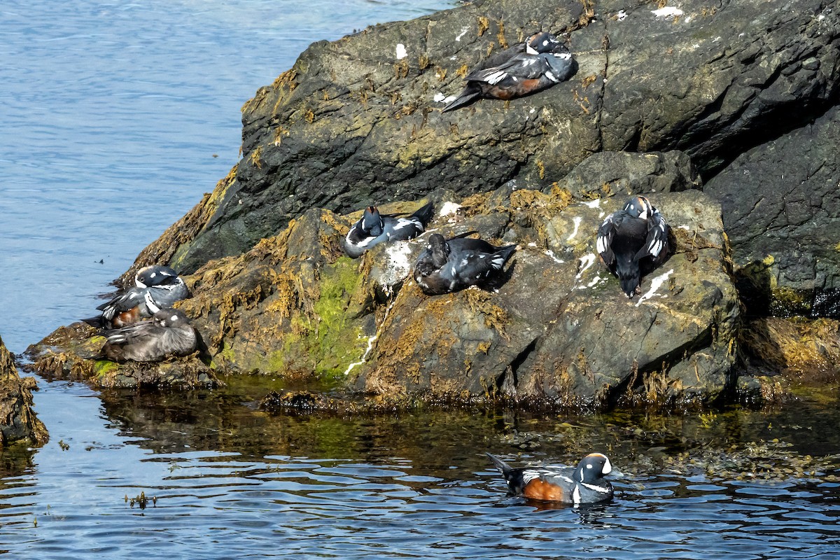 Harlequin Duck - ML621664546