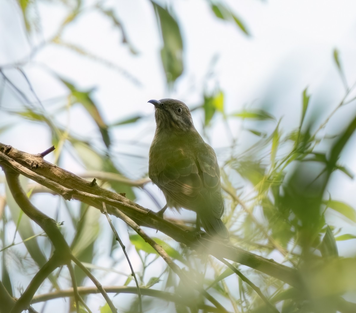 Horsfield's Bronze-Cuckoo - ML621664555
