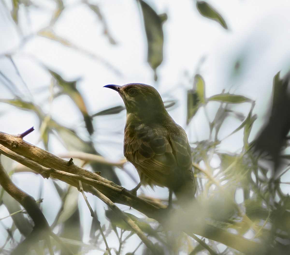 Horsfield's Bronze-Cuckoo - ML621664556