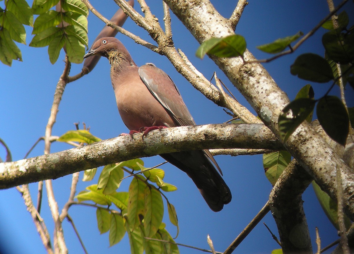 Plain Pigeon - Larry Manfredi