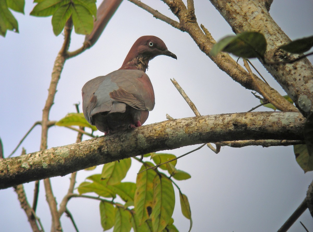 Plain Pigeon - ML621664575