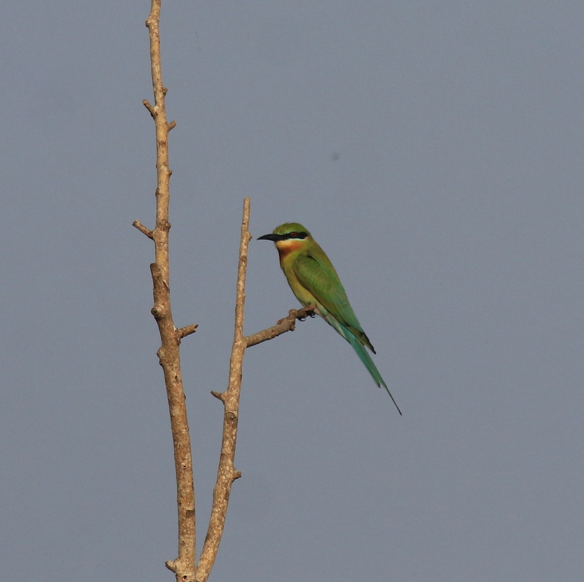 Blue-tailed Bee-eater - ML621664577