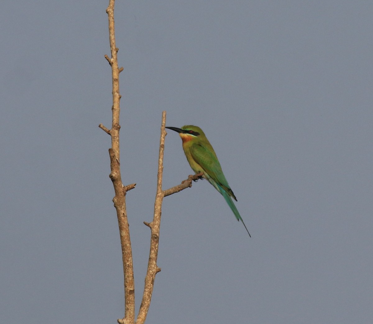 Blue-tailed Bee-eater - ML621664578