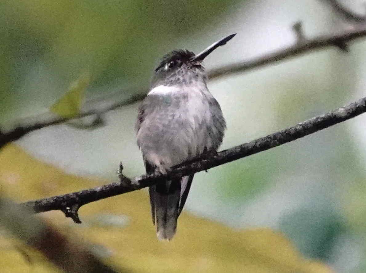 Ecuadorian Piedtail - ML621664597