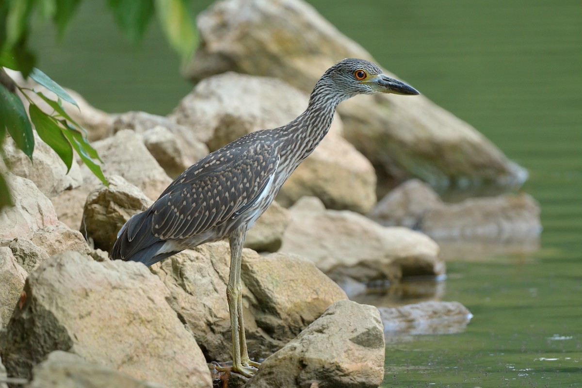 Yellow-crowned Night Heron - ML621664655
