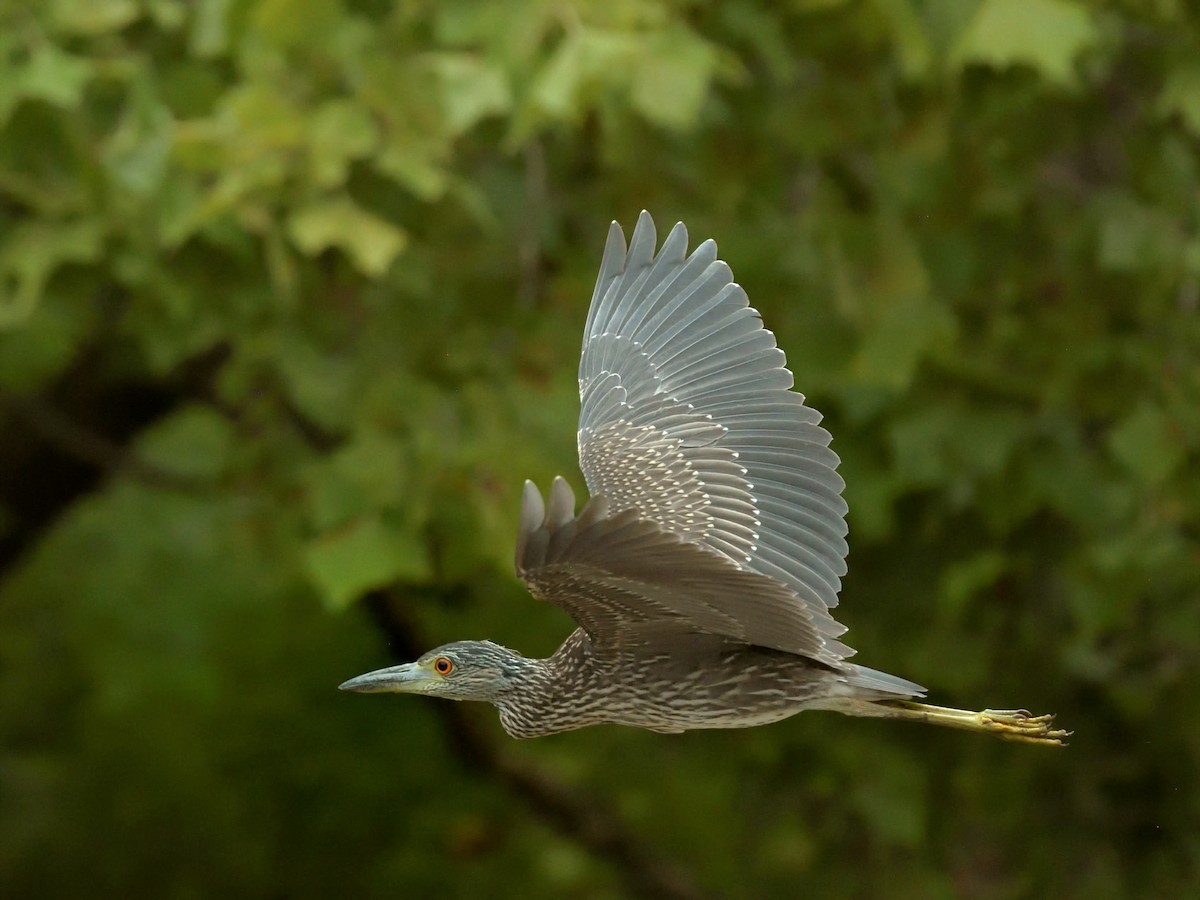 Yellow-crowned Night Heron - ML621664664
