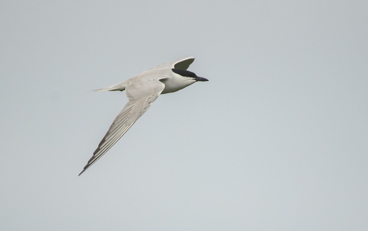 Gull-billed Tern - ML621664703