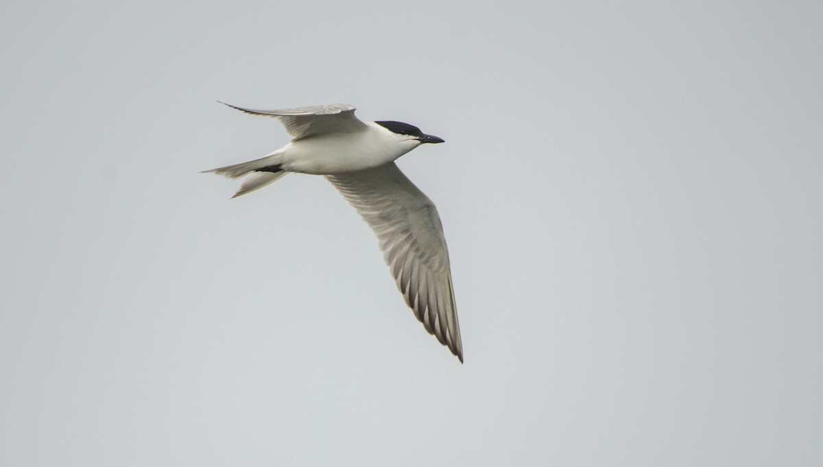 Gull-billed Tern - ML621664704