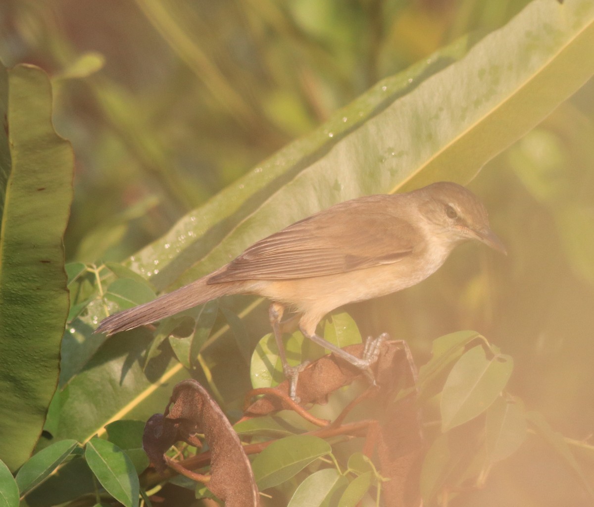 Clamorous Reed Warbler - ML621664729