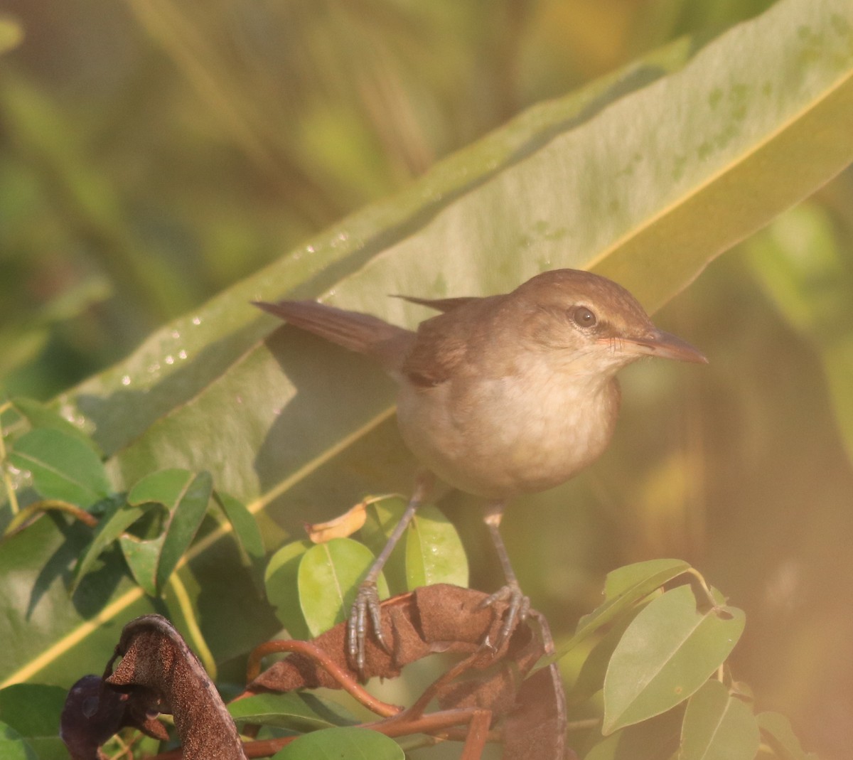 Clamorous Reed Warbler - ML621664730