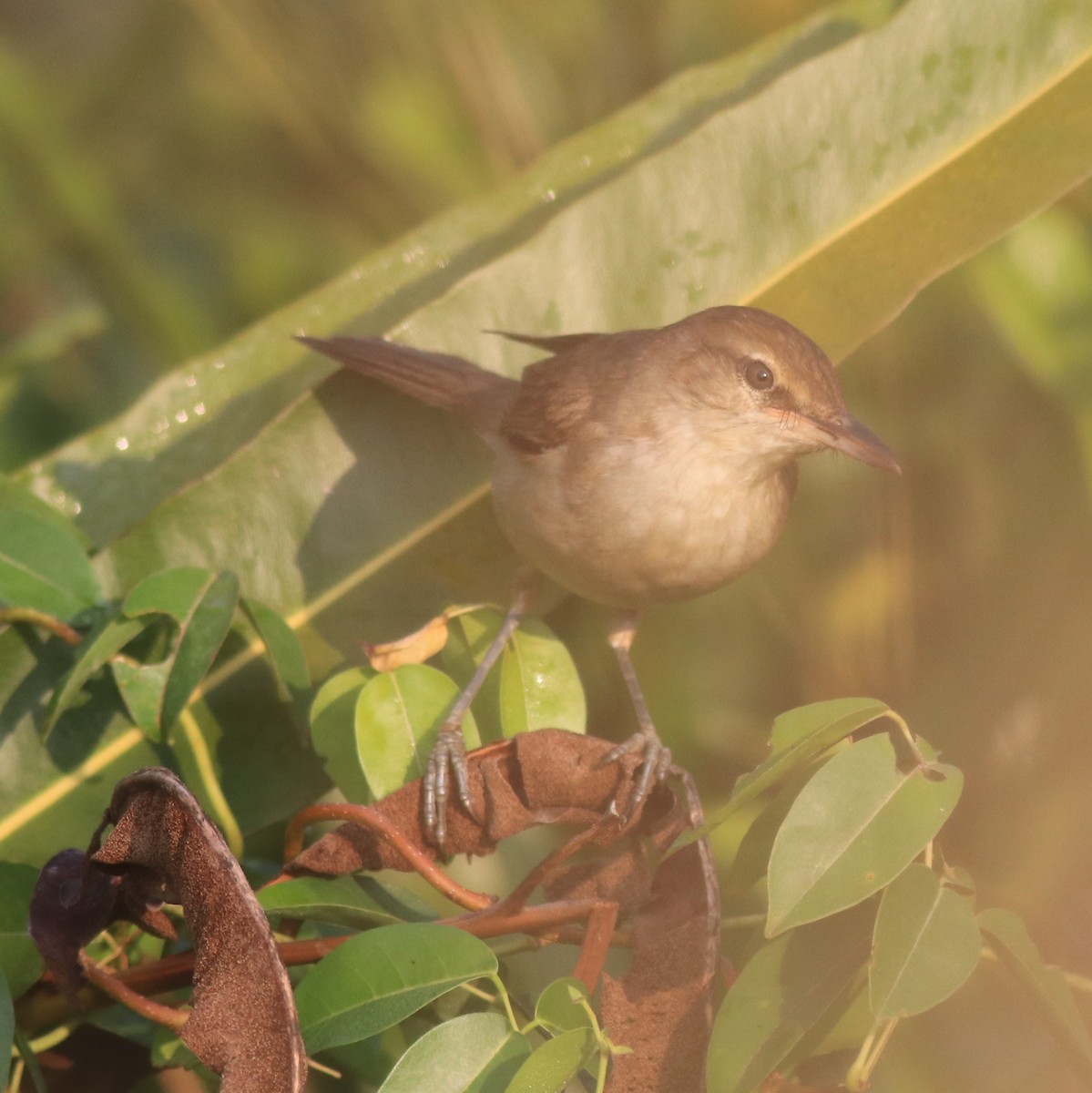 Clamorous Reed Warbler - Afsar Nayakkan