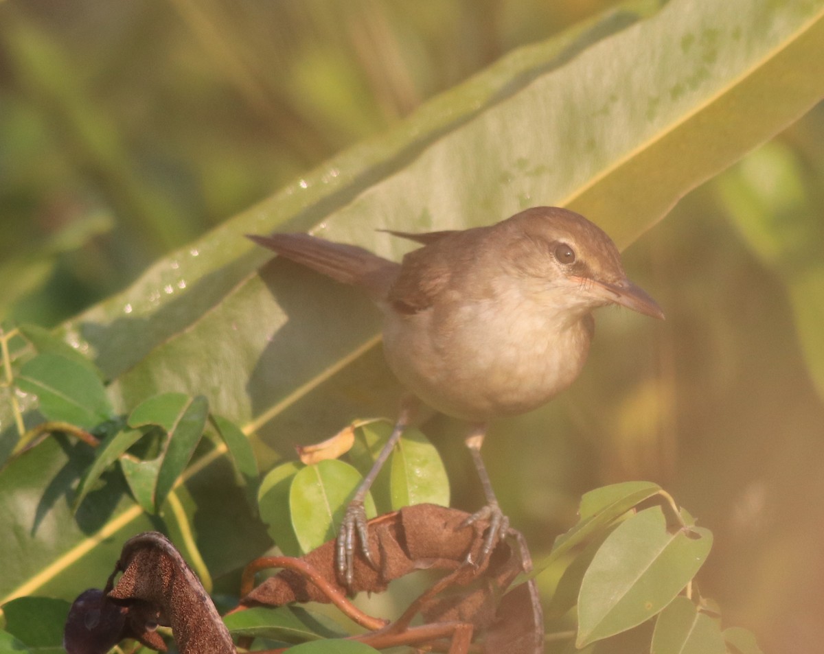 Clamorous Reed Warbler - ML621664732