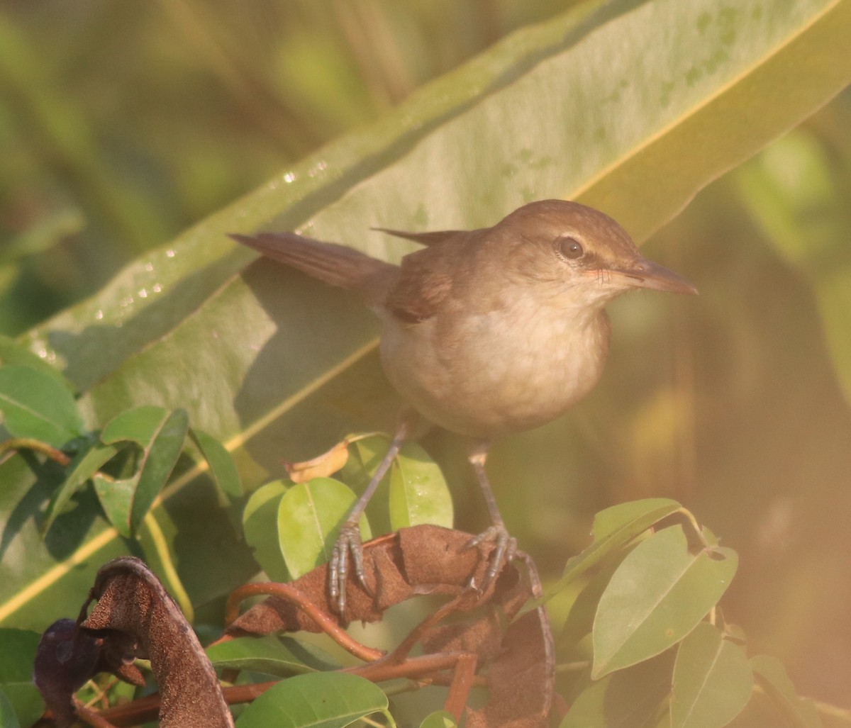 Clamorous Reed Warbler - ML621664733