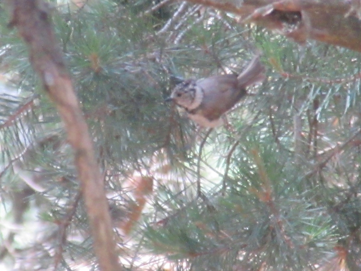 Crested Tit - ML621664736