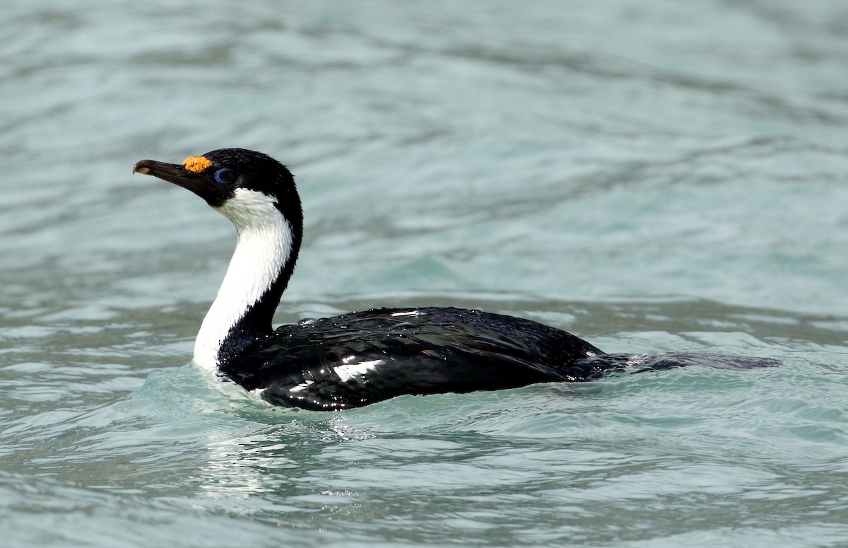 South Georgia Shag - ML621664792