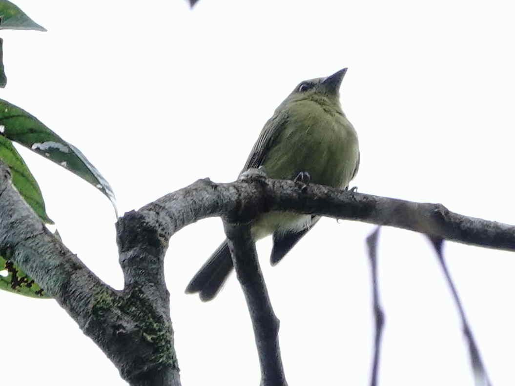 Olive-faced Flatbill - ML621664808