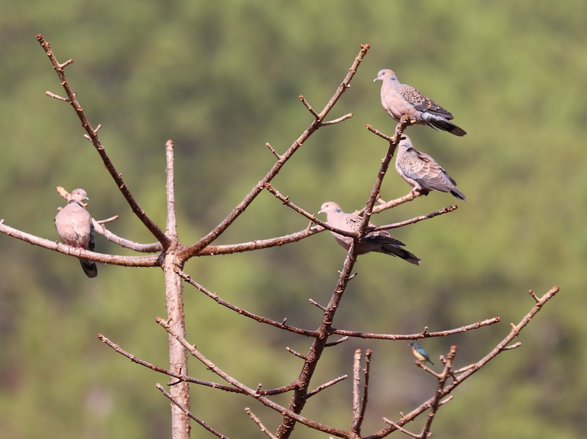 Oriental Turtle-Dove - ML621664869