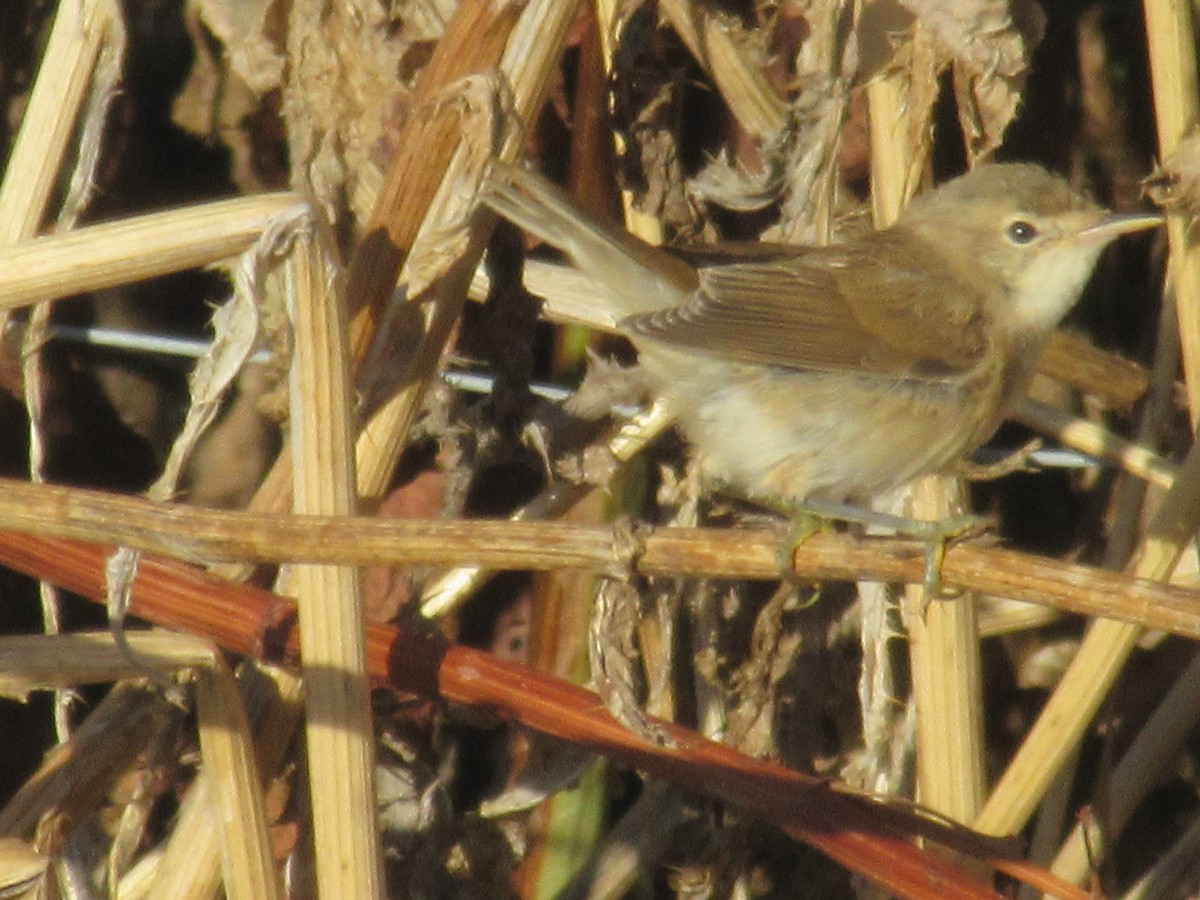 Common Reed Warbler - ML621664873