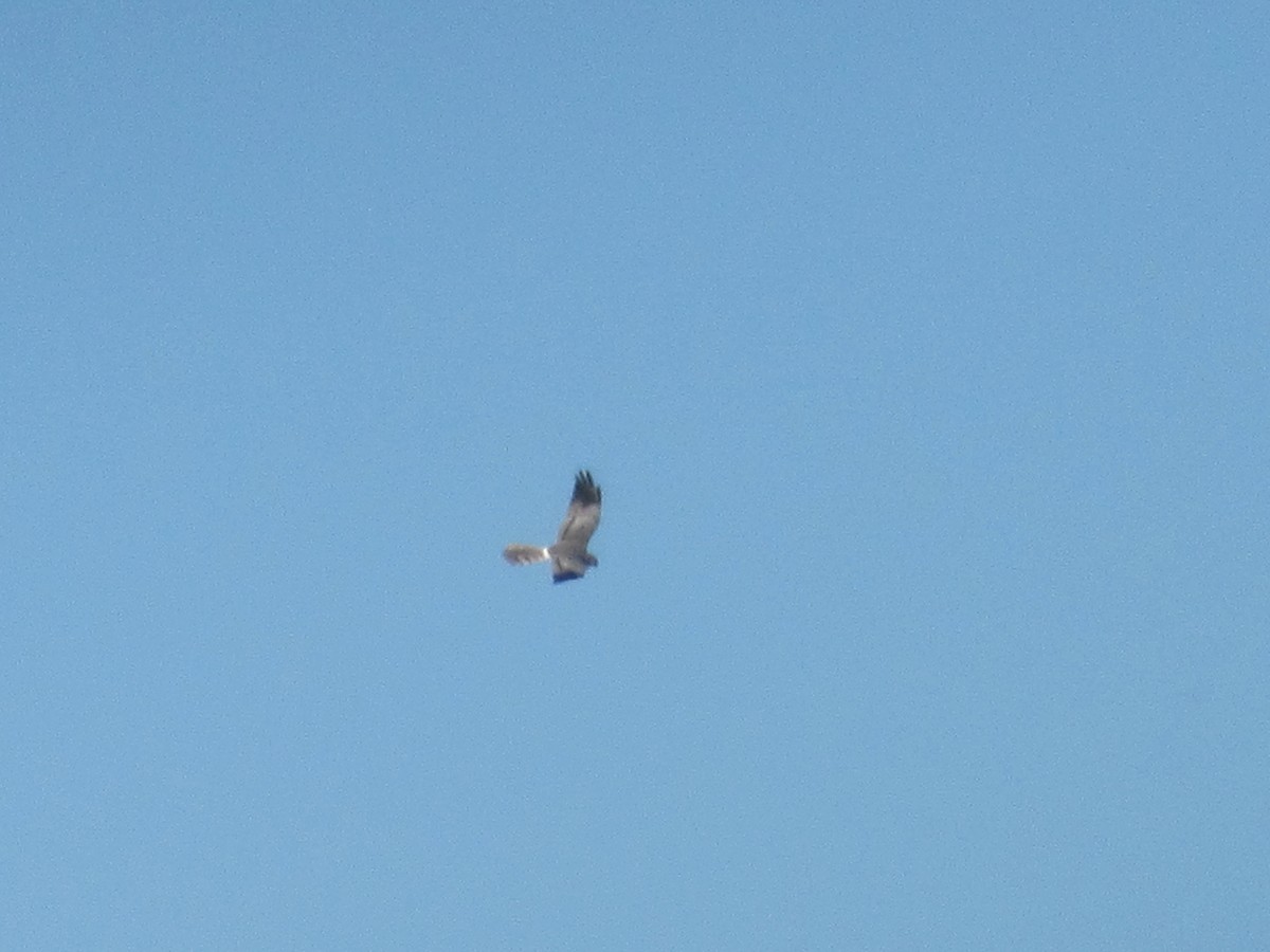 Нугын хулд - ML621664884