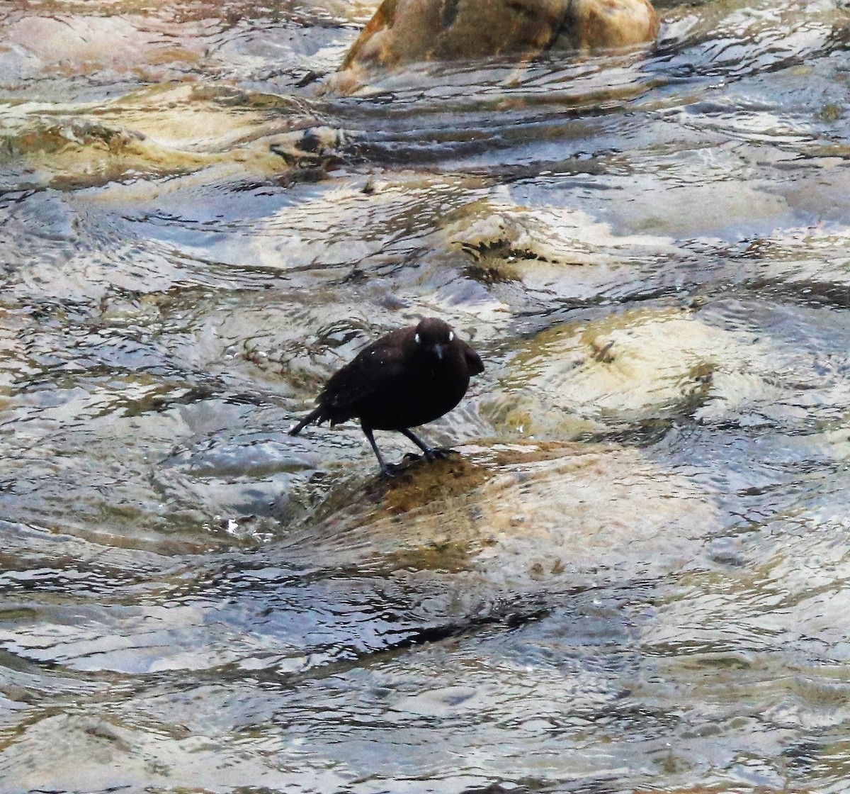 Brown Dipper - ML621664888