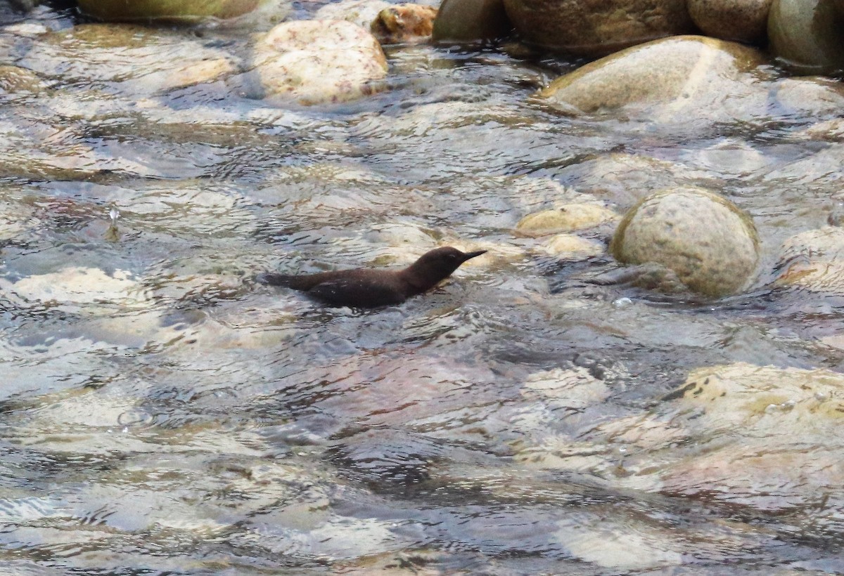 Brown Dipper - ML621664889