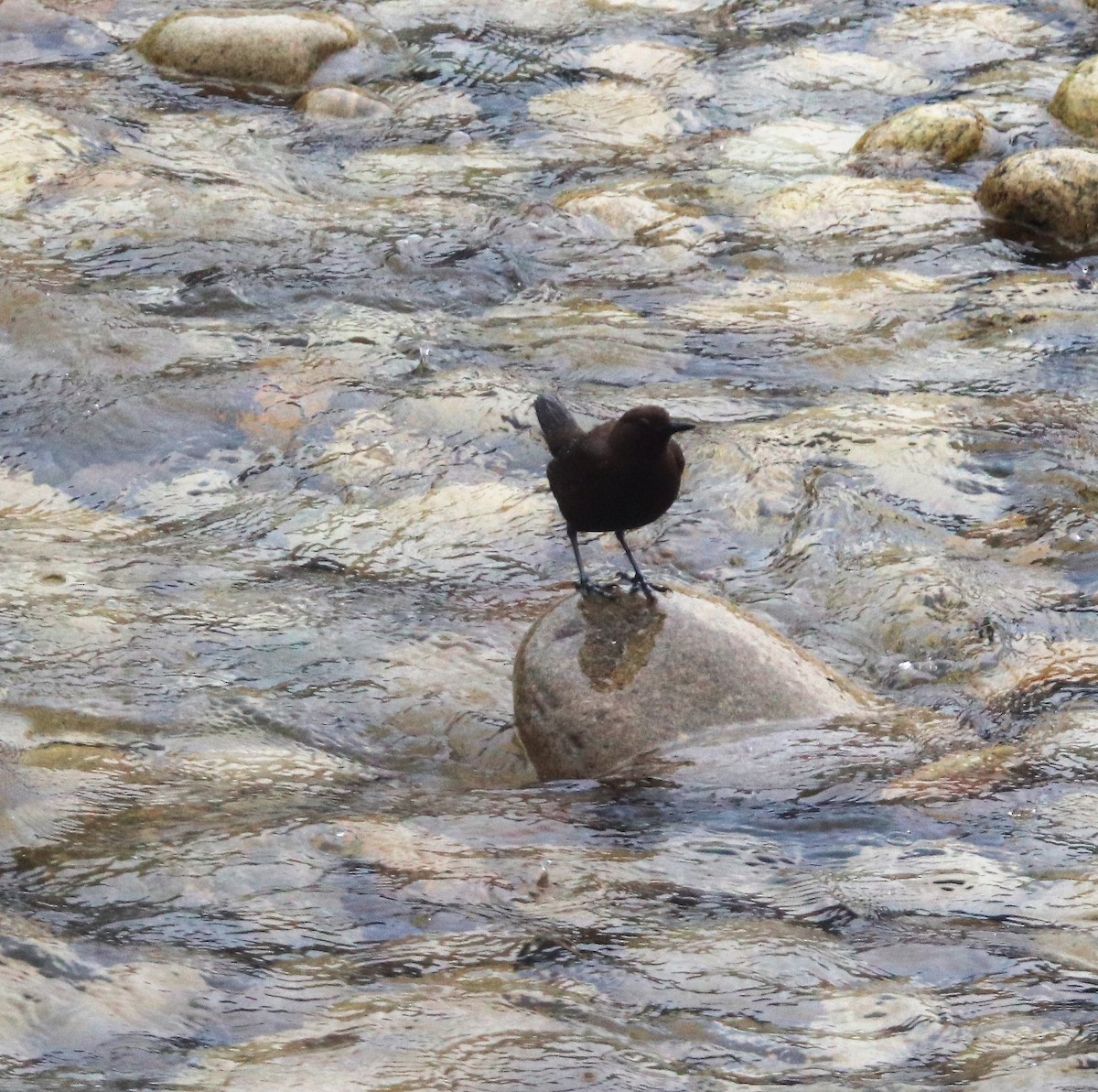 Brown Dipper - ML621664890