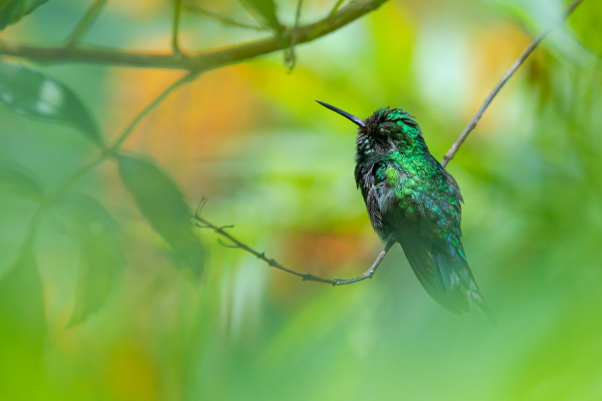 Golden-crowned Emerald - ML621664909