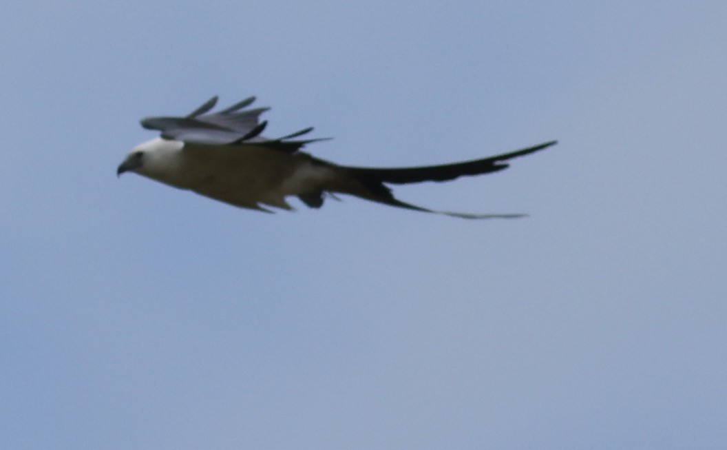 Swallow-tailed Kite - ML621664929