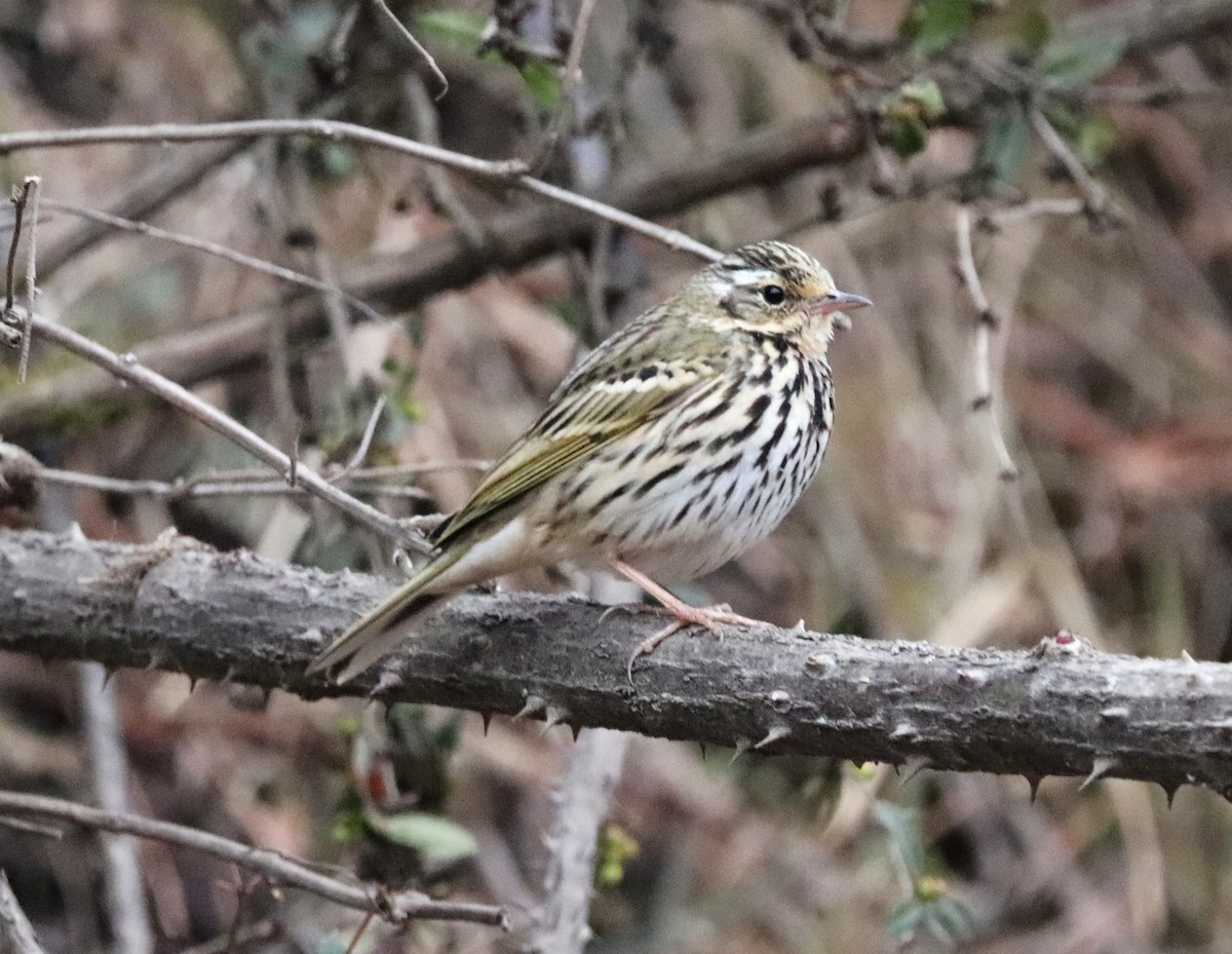 Olive-backed Pipit - ML621664937