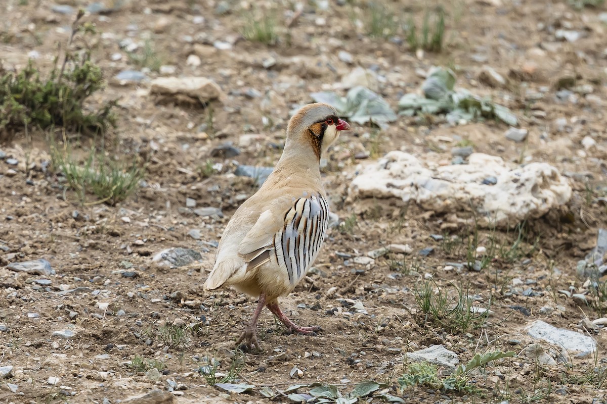 Przevalski's Partridge - ML621664975