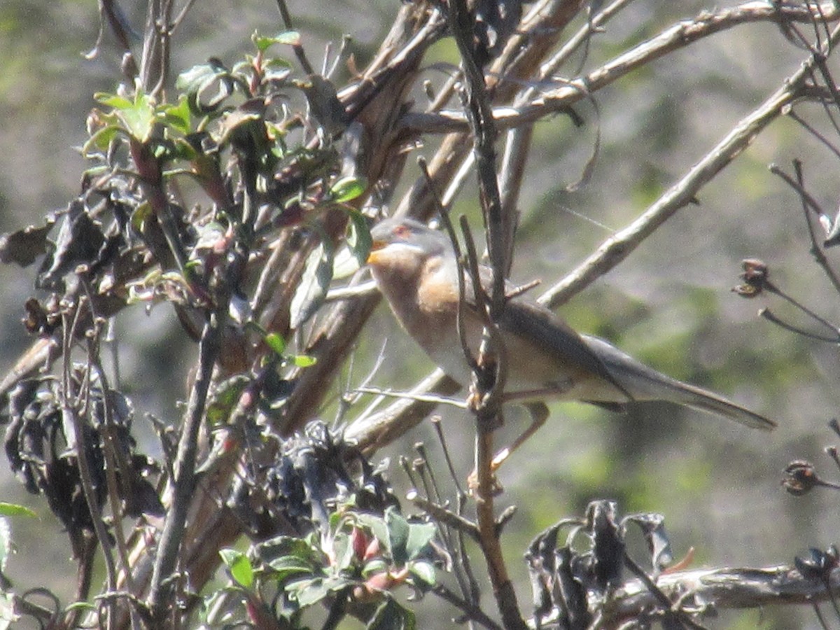 Western Subalpine Warbler - ML621665031