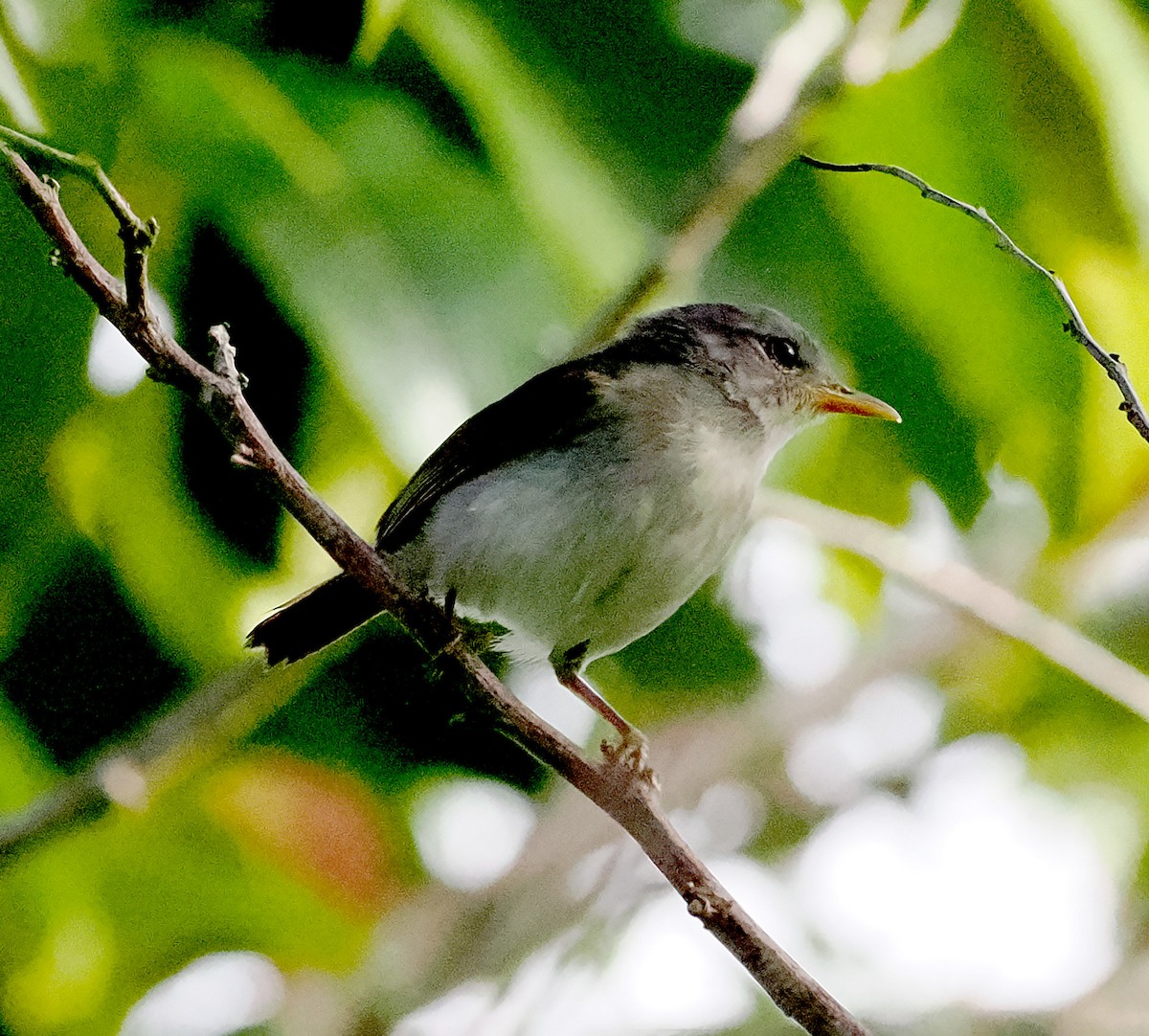 Numfor Leaf Warbler - ML621665036
