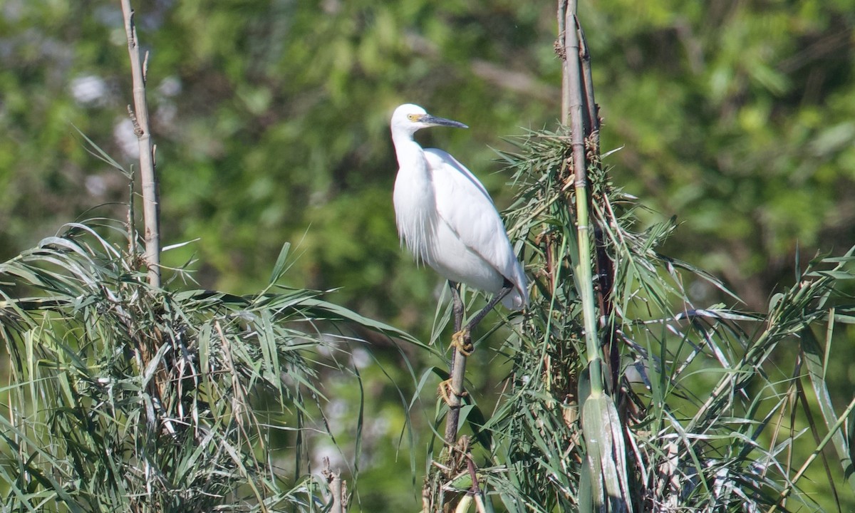 Little Egret - ML621665041